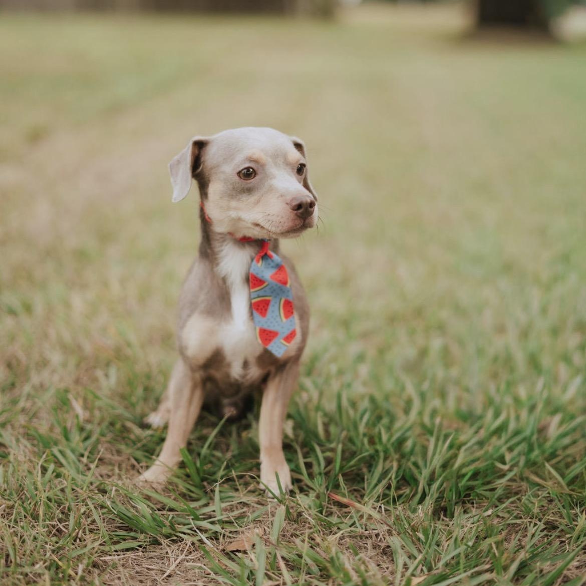 Wolfie, Adoptable, Young Male Chihuahua & Rat Terrier.