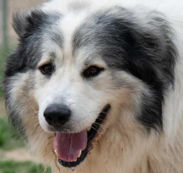 George, Adoptable, Adult Male Great Pyrenees.