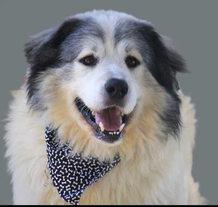 Enlarge George, a Adoptable Great Pyrenees in Brownstown, IN image 2/4