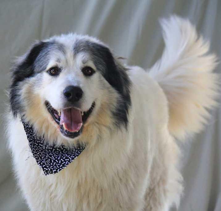 Enlarge George, a Adoptable Great Pyrenees in Brownstown, IN image 3/4