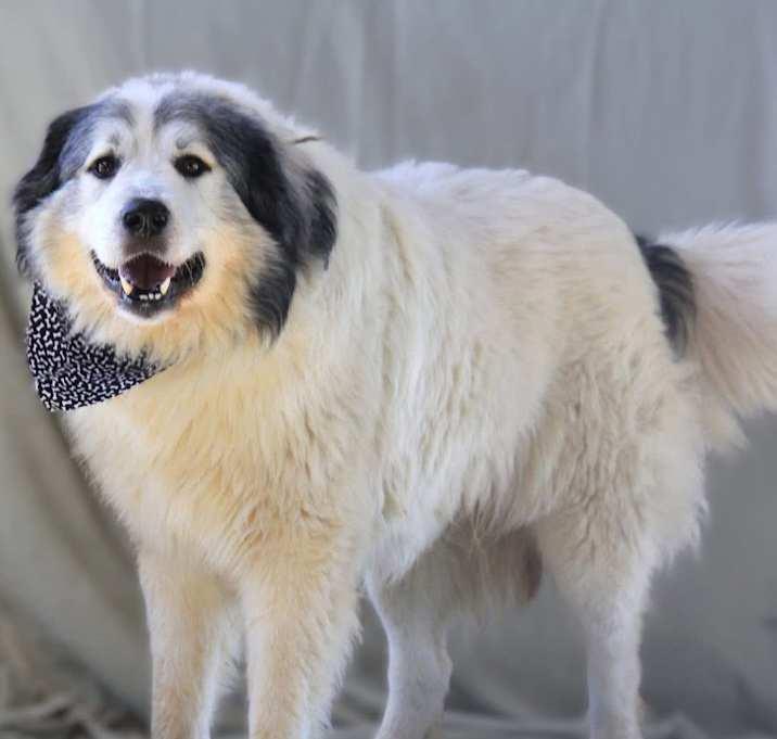 Enlarge George, a Adoptable Great Pyrenees in Brownstown, IN image 4/4