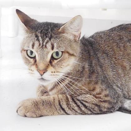 Rosie, Adoptable, Adult Female Domestic Short Hair & Domestic Short Hair.