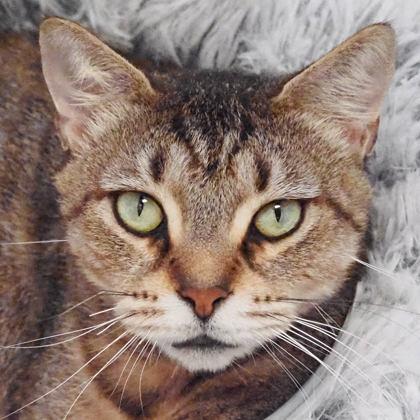 Rosie, a Adoptable mixed breed in Largo, FL image 2/3