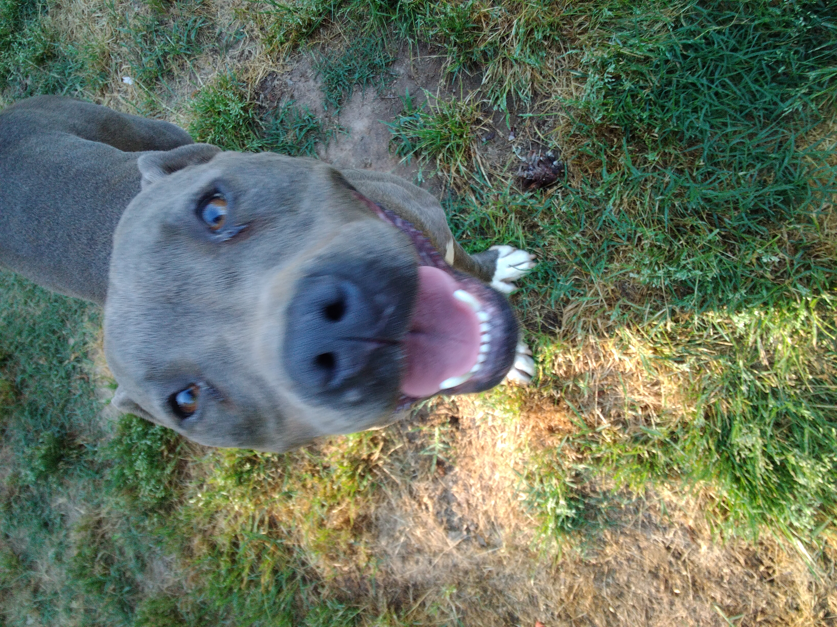 Enlarge Beauty, a Adoptable Pit Bull Terrier in Scotland Neck, NC image 1/3