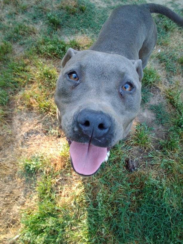 Enlarge Beauty, a Adoptable Pit Bull Terrier in Scotland Neck, NC image 2/3