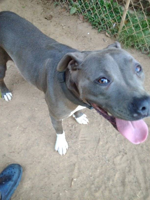 Enlarge Beauty, a Adoptable Pit Bull Terrier in Scotland Neck, NC image 3/3