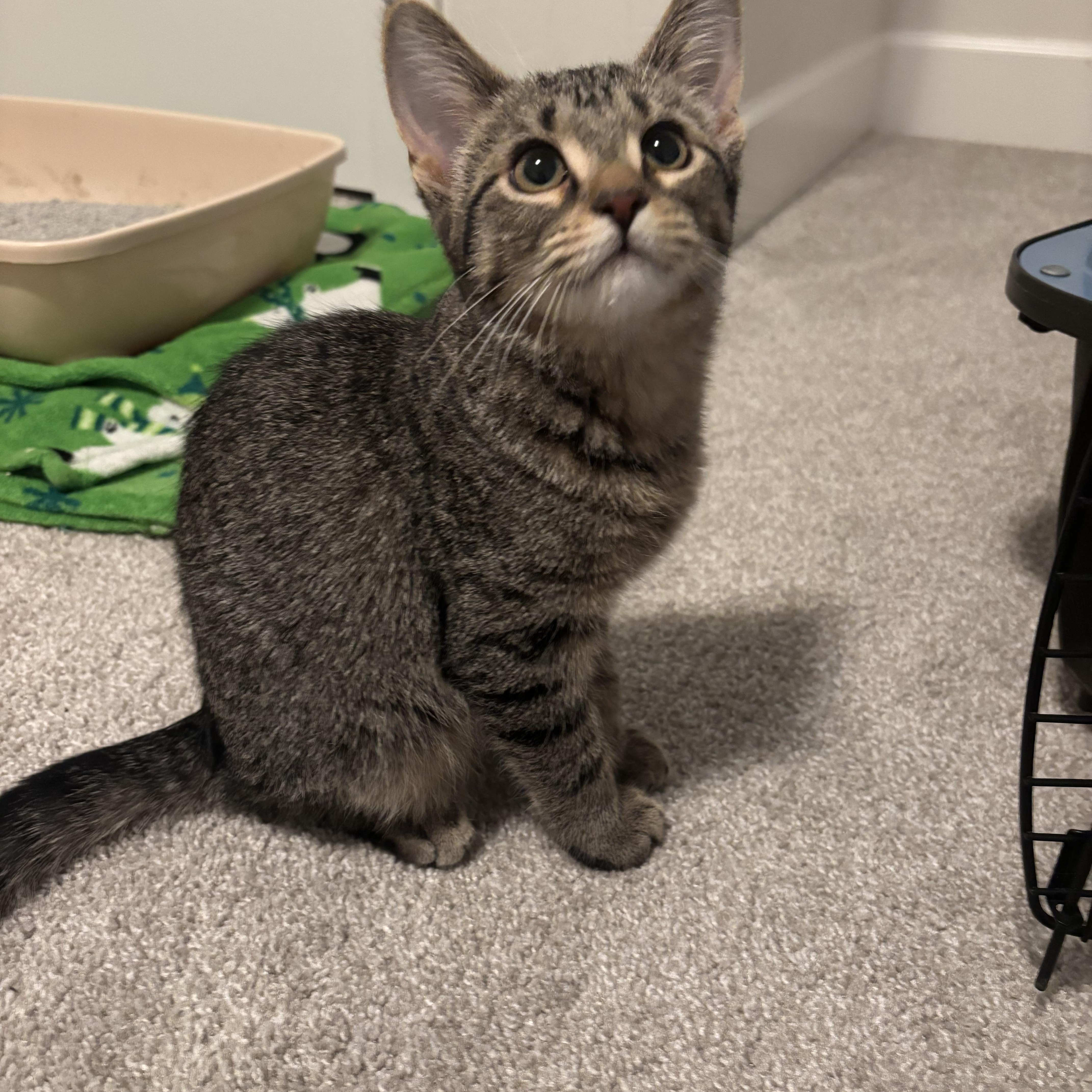 Enlarge Stewart and Sugar Bee, an adopted Domestic Short Hair in Neenah, WI image 3/4