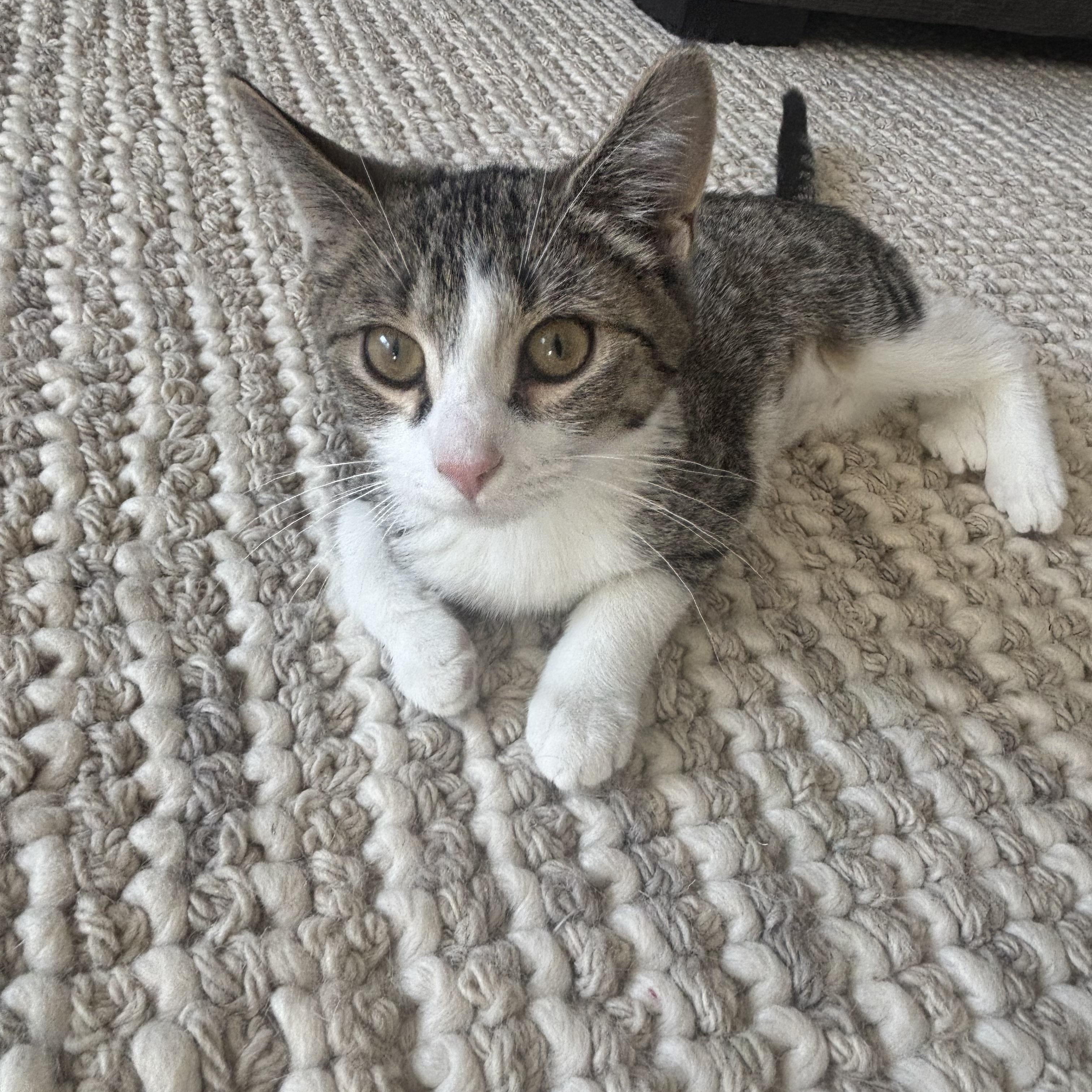 Enlarge Stewart and Sugar Bee, an adopted Domestic Short Hair in Neenah, WI image 4/4