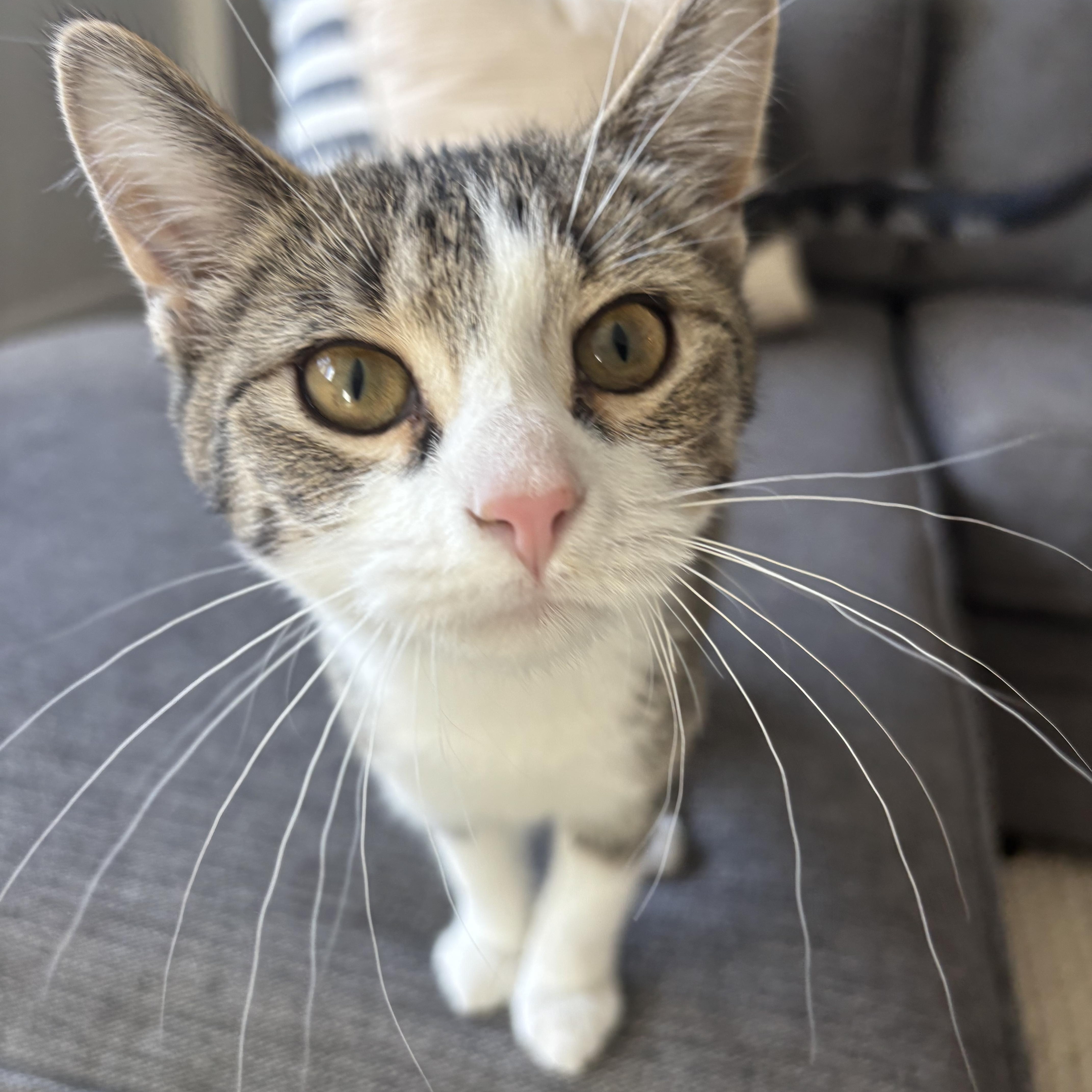 Enlarge Stewart and Sugar Bee, an adopted Domestic Short Hair in Neenah, WI image 2/4