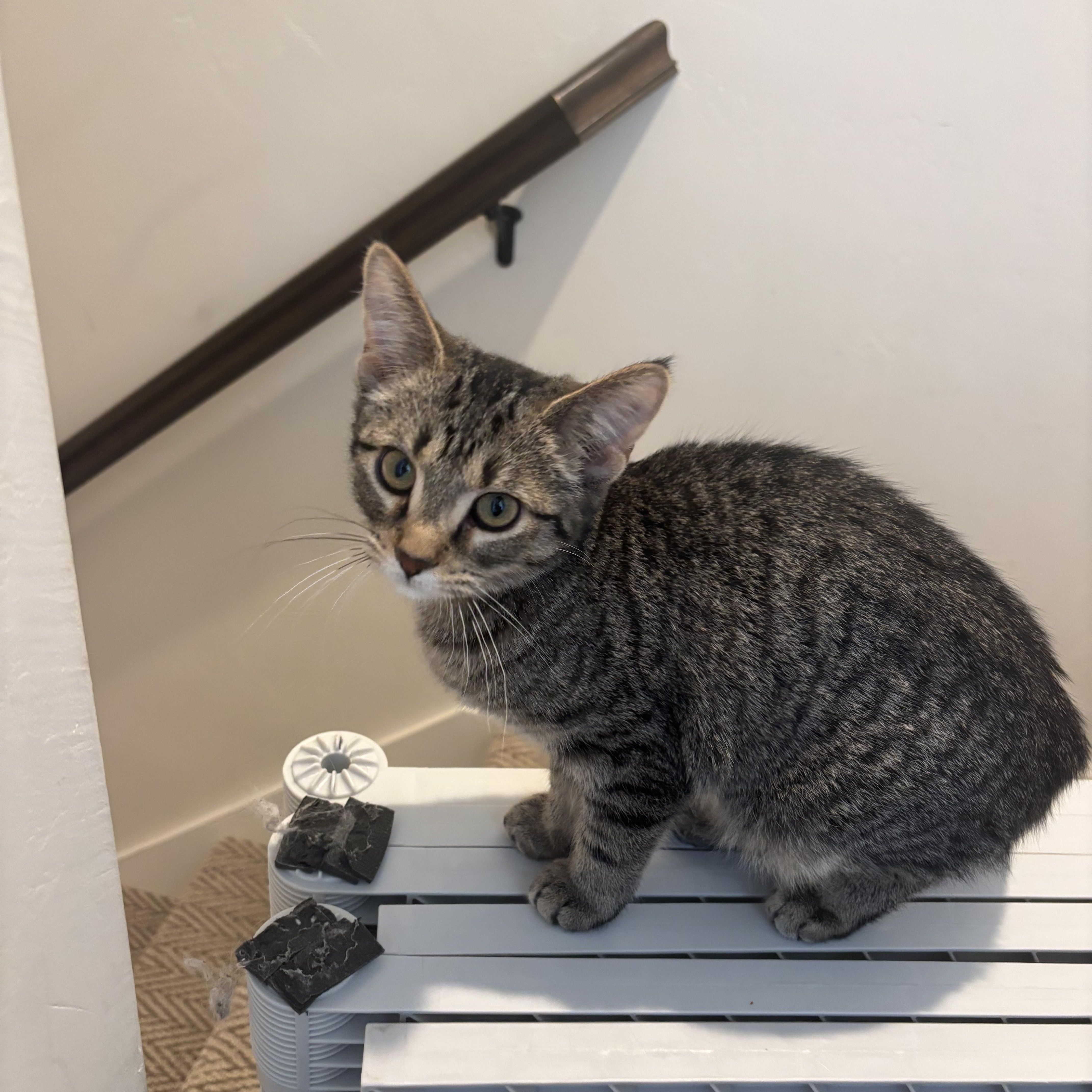 Stewart and Sugar Bee, adopted, Kitten Male Domestic Short Hair.