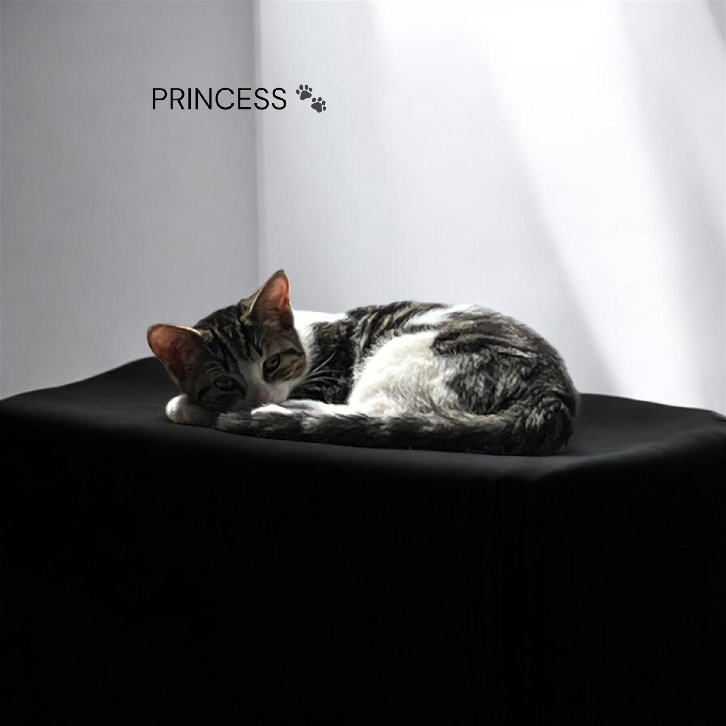 Enlarge Princess, an adopted Domestic Short Hair in North Bergen, NJ image 1/2