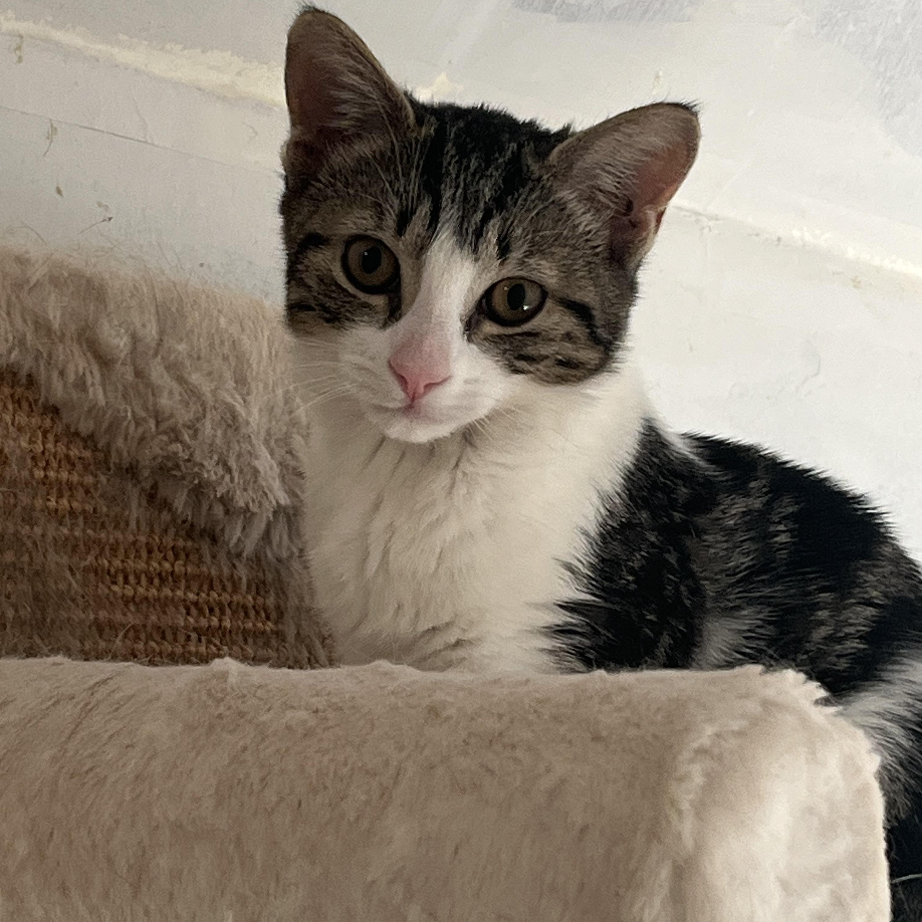 Enlarge Princess, an adopted Domestic Short Hair in North Bergen, NJ image 2/2