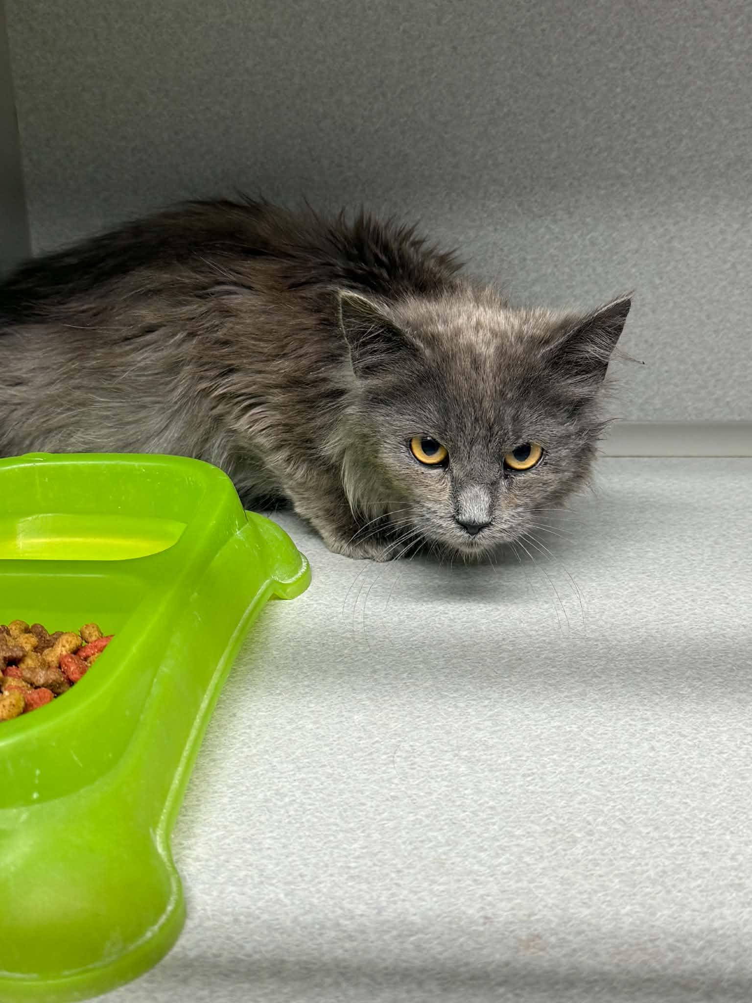Blue, Adoptable, Kitten Female Russian Blue & Domestic Long Hair.