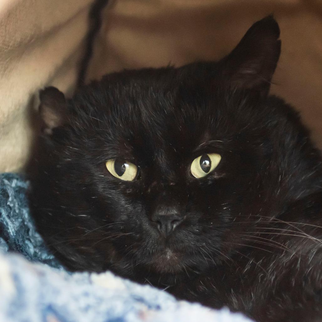 Penn, Adoptable, Adult Male Domestic Short Hair.