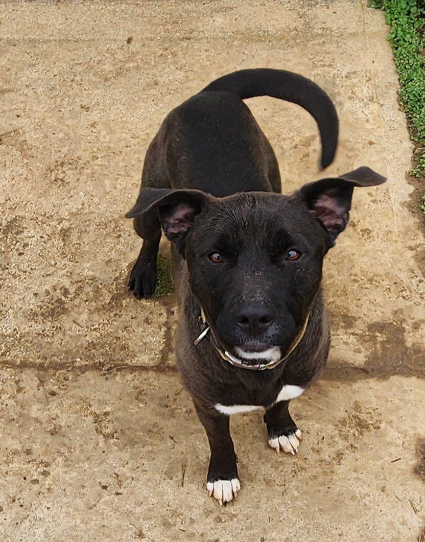 Enlarge Bugg, a Adoptable Black Labrador Retriever in Hartselle, AL image 1/2