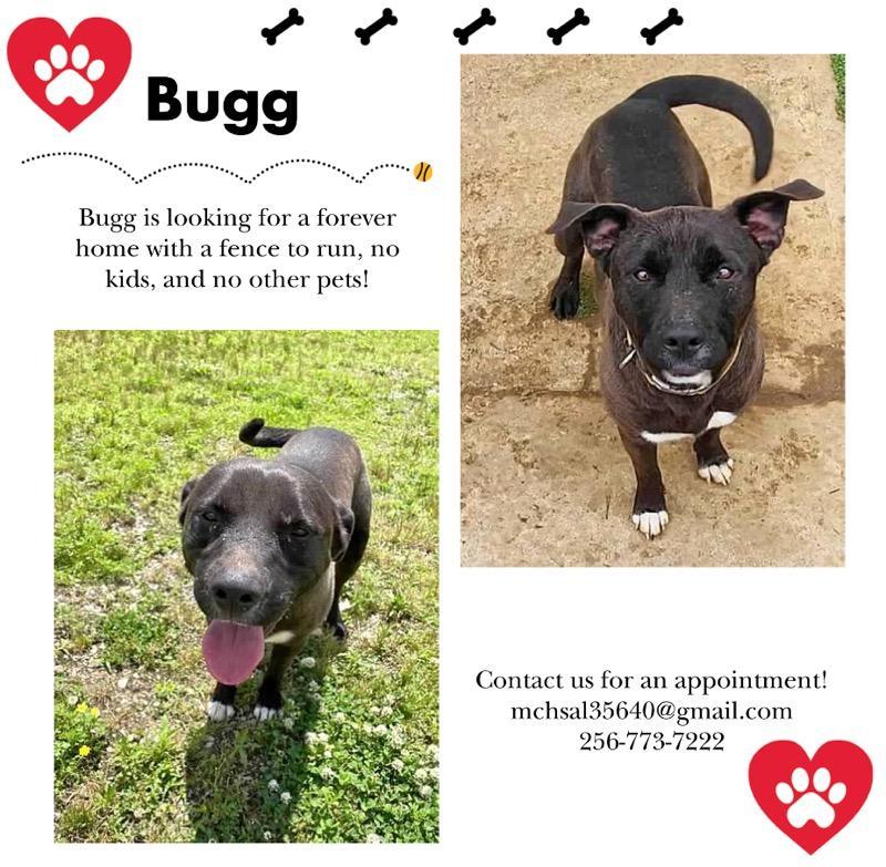 Enlarge Bugg, a Adoptable Black Labrador Retriever in Hartselle, AL image 2/2