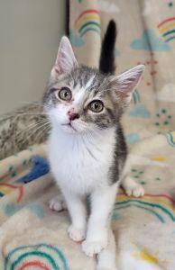 Rob, ADOPTABLE, Young Male Domestic Short Hair.