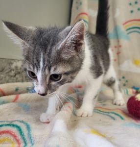 Enlarge Rob, a ADOPTABLE Domestic Short Hair in Bucyrus, OH image 2/3