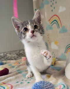 Enlarge Rob, a ADOPTABLE Domestic Short Hair in Bucyrus, OH image 3/3