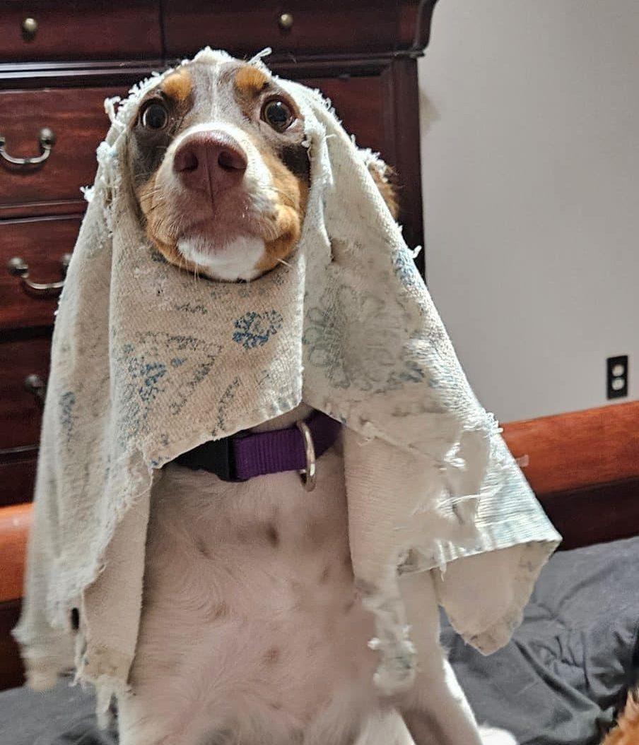 Enlarge Maggie Mae-20042690-GA, an adopted Brittany Spaniel in Atlanta, GA image 3/3