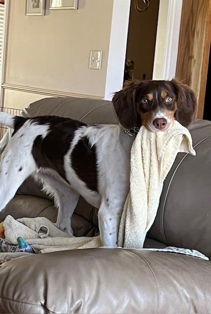Enlarge Maggie Mae-20042690-GA, an adopted Brittany Spaniel in Atlanta, GA image 2/3