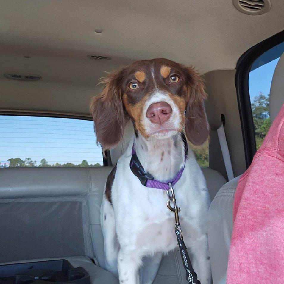 Maggie Mae-20042690-GA, adopted, Young Female Brittany Spaniel.