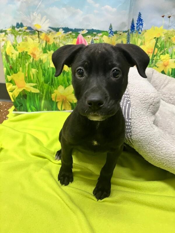 Linda, Adoptable, Young Female Mixed Breed.