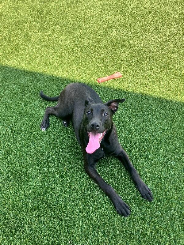 Enlarge Linda, a Adoptable Mixed Breed in Jackson, TN image 2/6