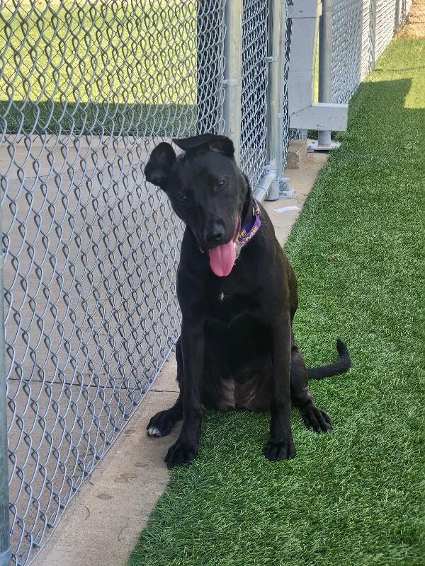 Enlarge Linda, a Adoptable Mixed Breed in Jackson, TN image 3/6