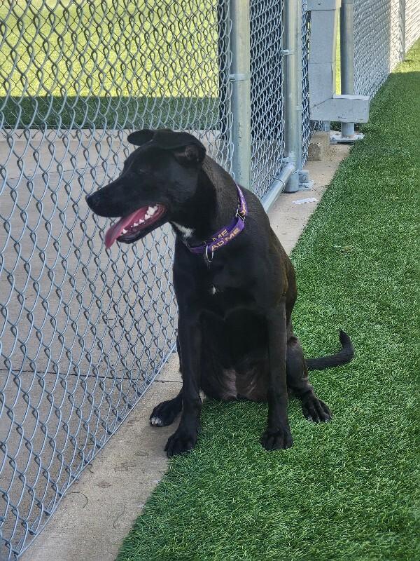 Enlarge Linda, a Adoptable Mixed Breed in Jackson, TN image 4/6