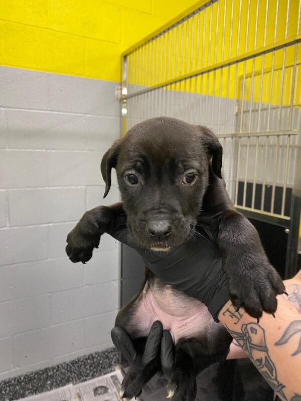 Enlarge Linda, a Adoptable Mixed Breed in Jackson, TN image 5/6