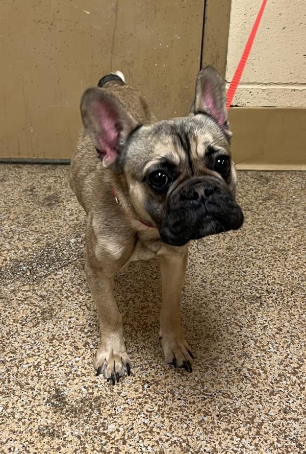 Lola, Adoptable, Young Female French Bulldog.