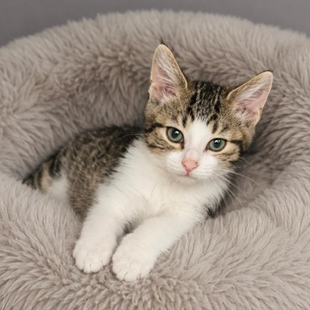 Elliot, Adoptable, Kitten Male Tabby.