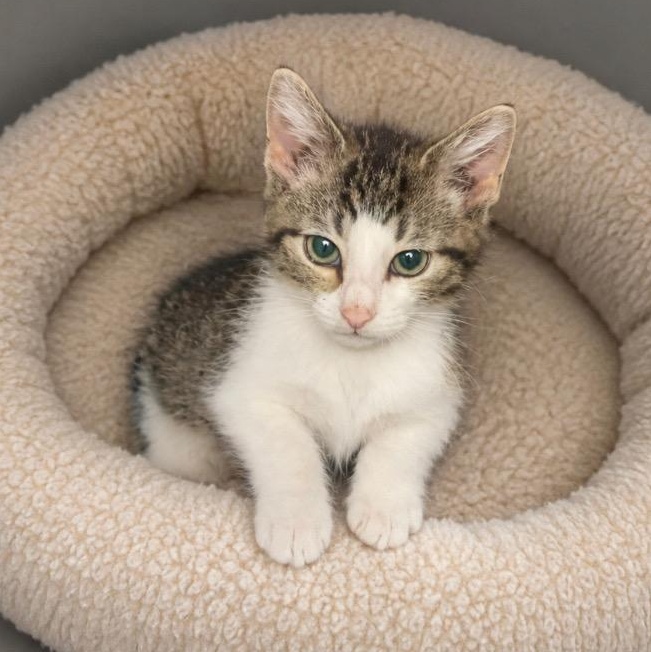 Enlarge Elliot, a Adoptable Tabby in Andover, MN image 2/2