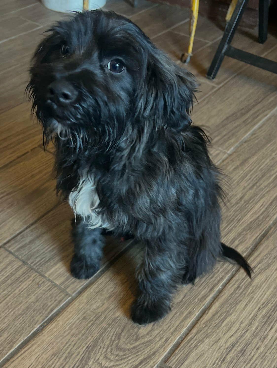 Filippo, ADOPTABLE, Puppy Male Miniature Schnauzer & Poodle.