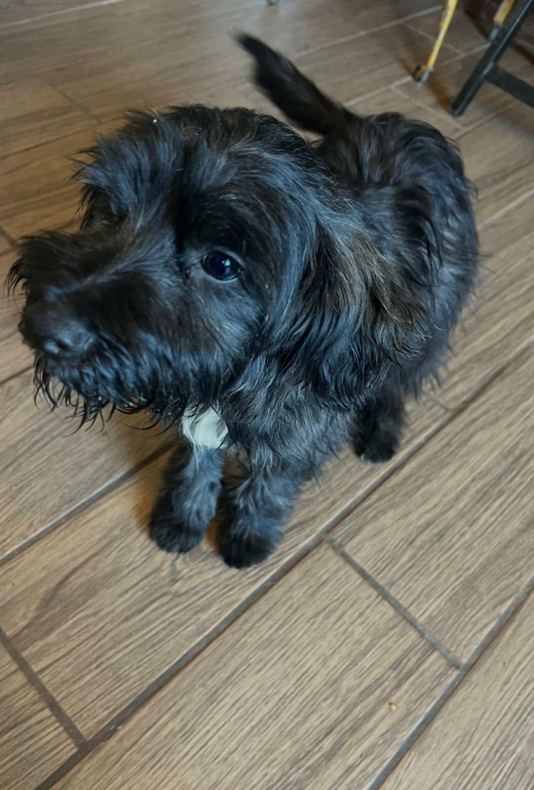 Enlarge Filippo, a ADOPTABLE mixed breed in Carlsbad, CA image 2/4