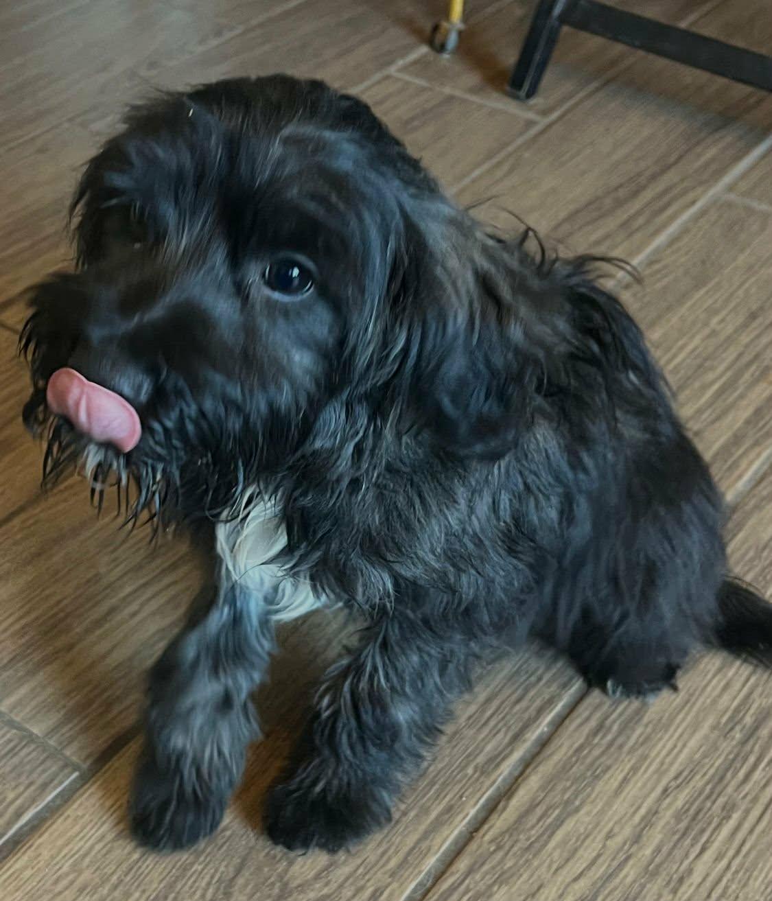 Enlarge Filippo, a ADOPTABLE mixed breed in Carlsbad, CA image 4/4