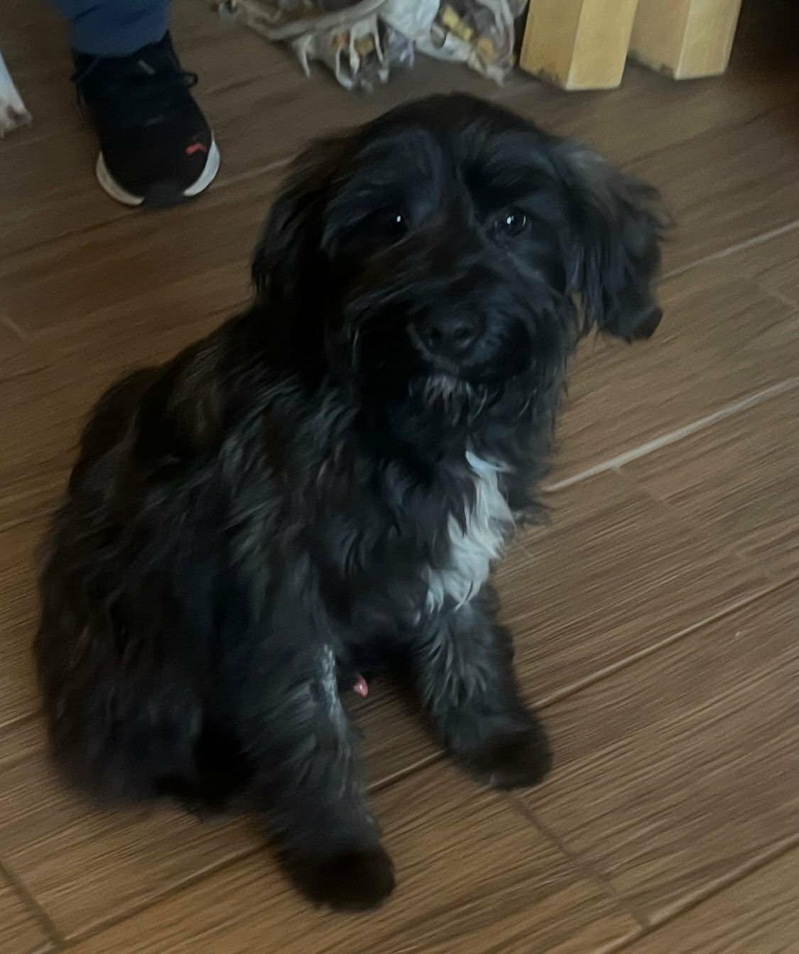 Enlarge Filippo, a ADOPTABLE mixed breed in Carlsbad, CA image 3/4