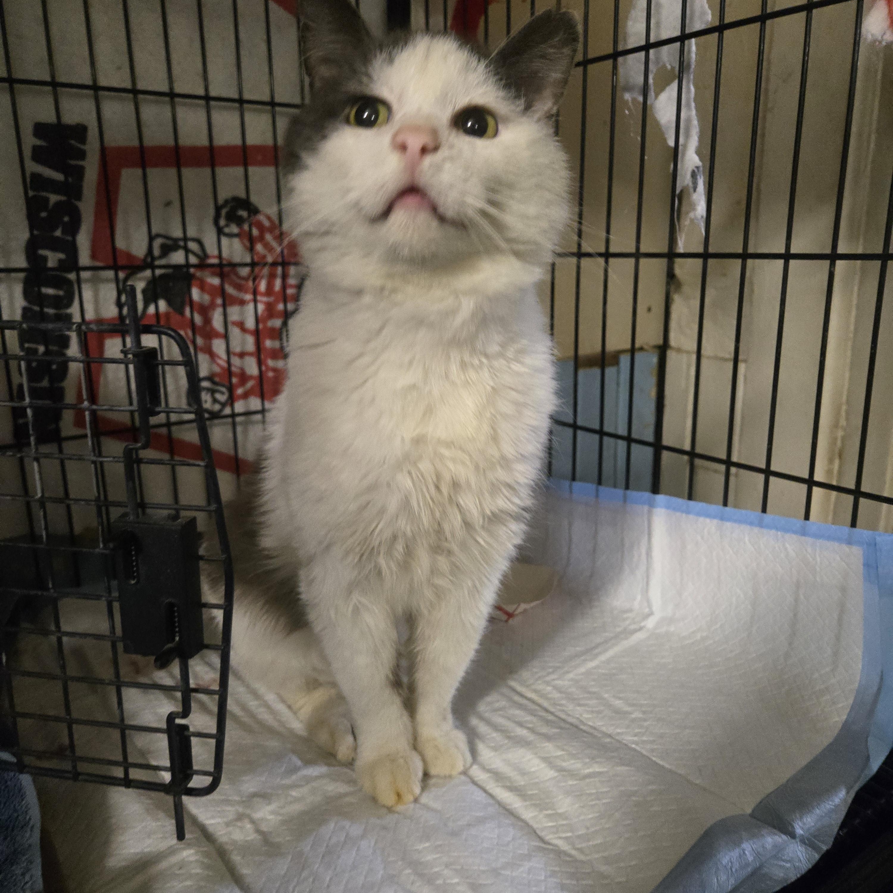 Tripp, an adopted Domestic Short Hair in Reeseville, WI image 2/4