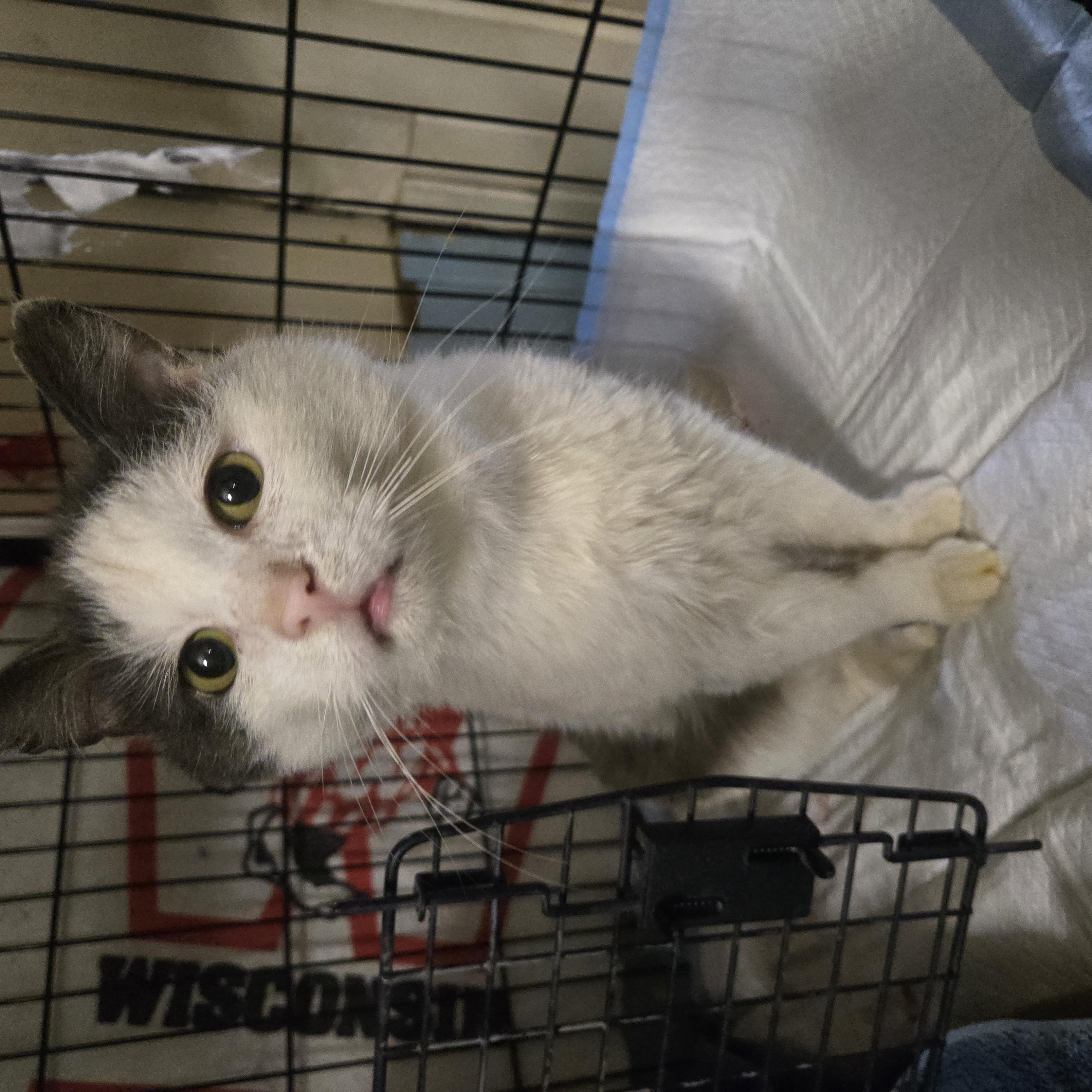Tripp, an adopted Domestic Short Hair in Reeseville, WI image 4/4