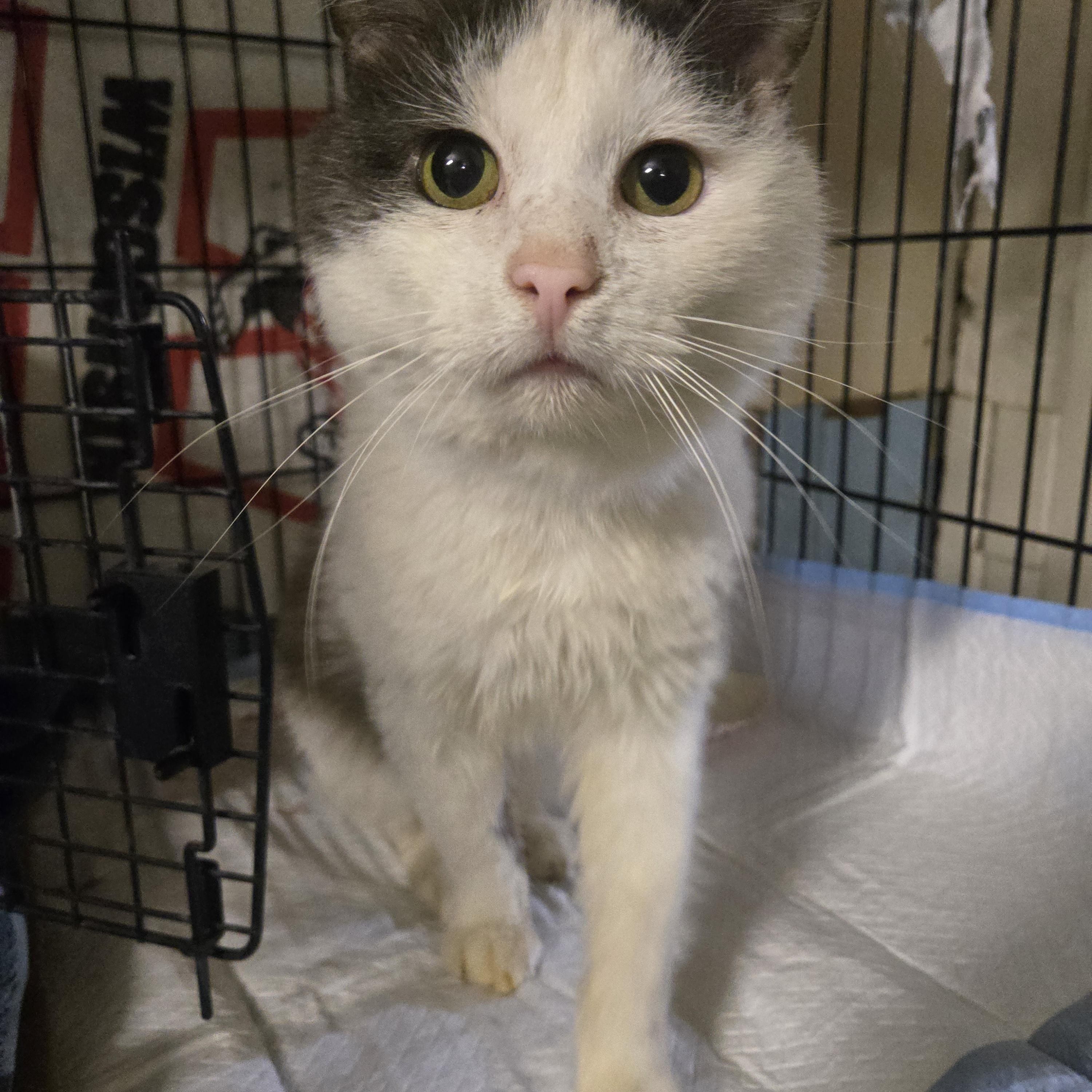 Tripp, an adopted Domestic Short Hair in Reeseville, WI image 1/4