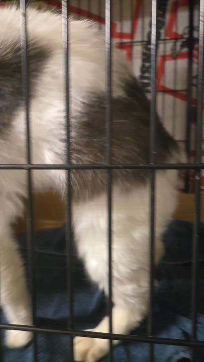 Enlarge Tripp, an adopted Domestic Short Hair in Reeseville, WI video 3/4