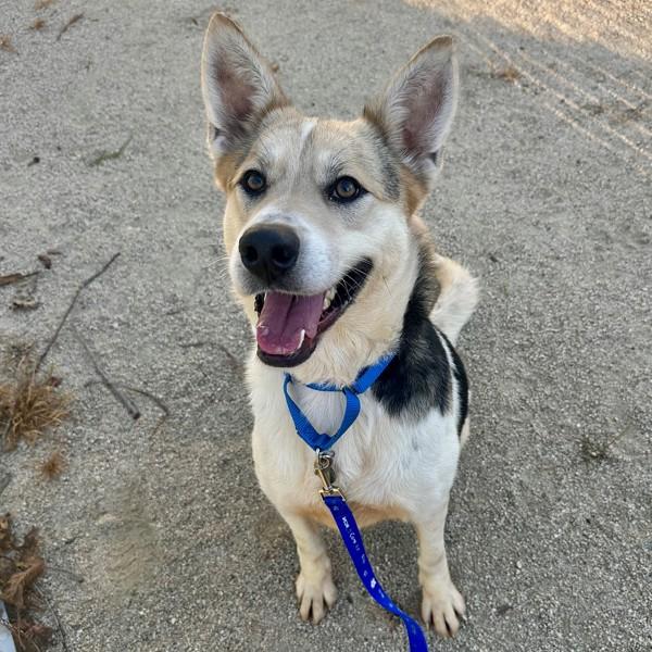 Enlarge Ellie Wigglebottom, a Adoptable mixed breed in Walnut Creek, CA image 2/2