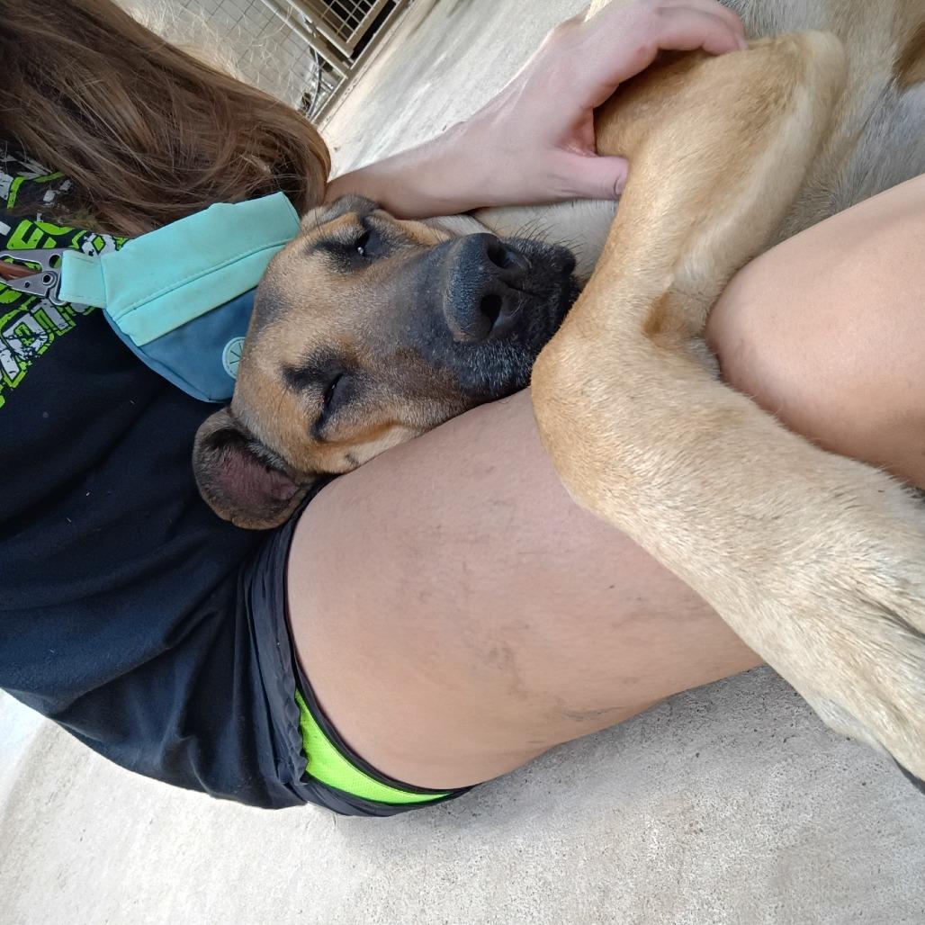 Enlarge "C.J." Calamity Jane, a Adoptable mixed breed in Batson, TX image 1/2