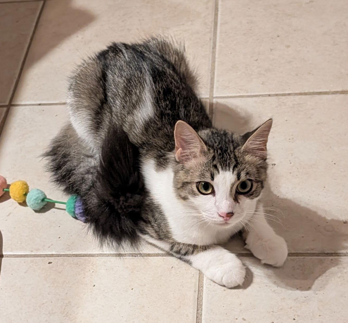 Charlie 8.15.25, Adoptable, Young Male Domestic Long Hair & Ragamuffin.