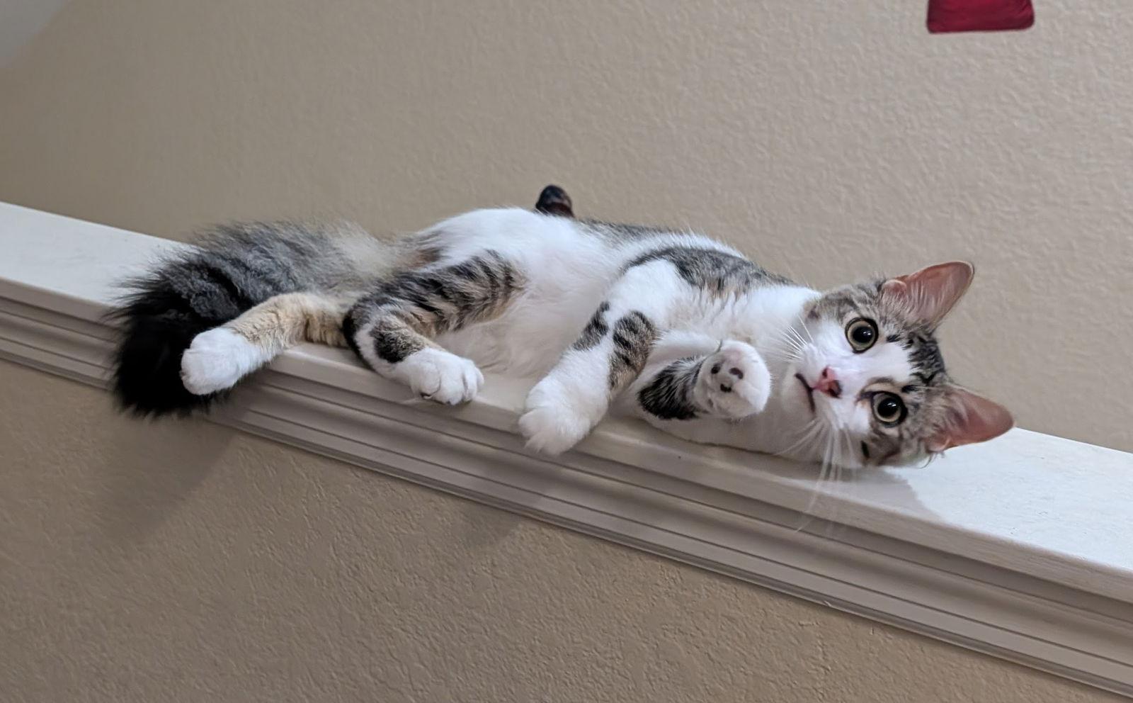 Enlarge Charlie 8.15.25, a Adoptable mixed breed in Apopka, FL image 2/3