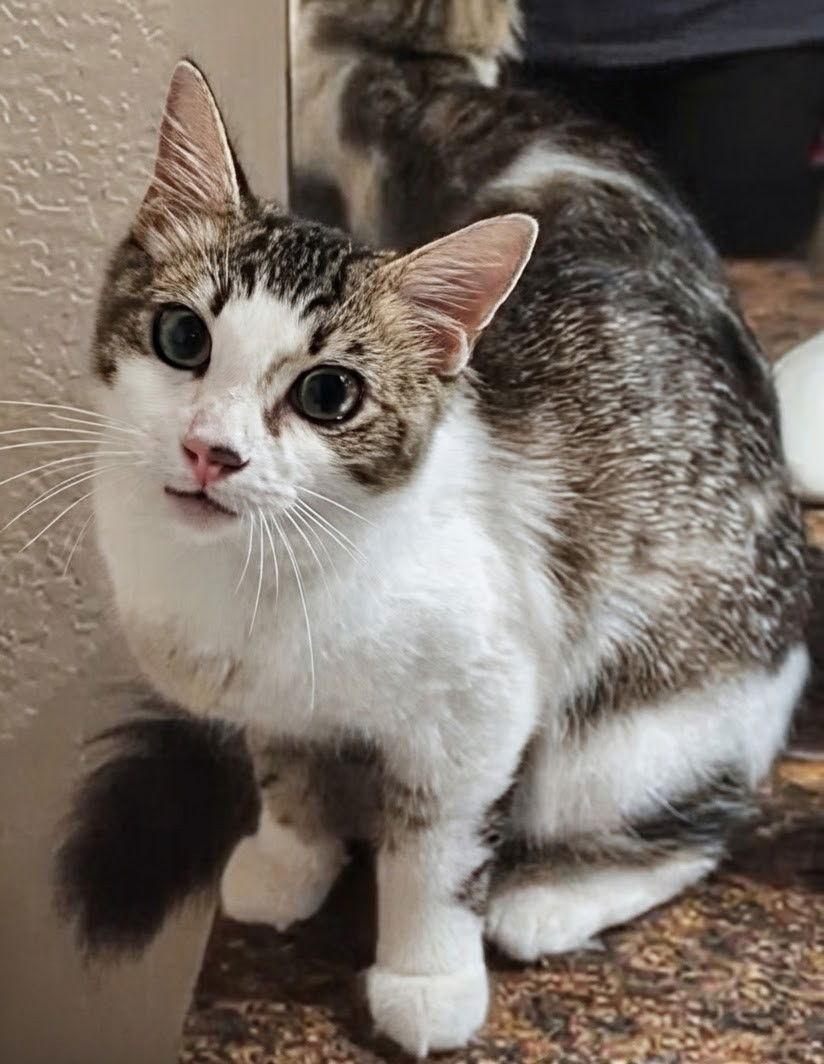 Enlarge Charlie 8.15.25, a Adoptable mixed breed in Apopka, FL image 3/3