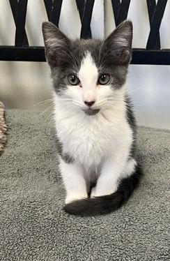 Tanya's Cobalt, Adoptable, Kitten Male Domestic Short Hair.