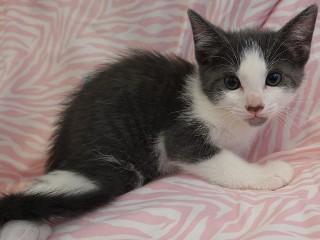 Enlarge Tanya's Cobalt, a ADOPTABLE mixed breed in Anaconda, MT image 2/2