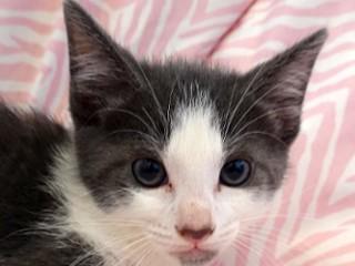 Enlarge Tanya's Cobalt, a ADOPTABLE mixed breed in Anaconda, MT image 1/2
